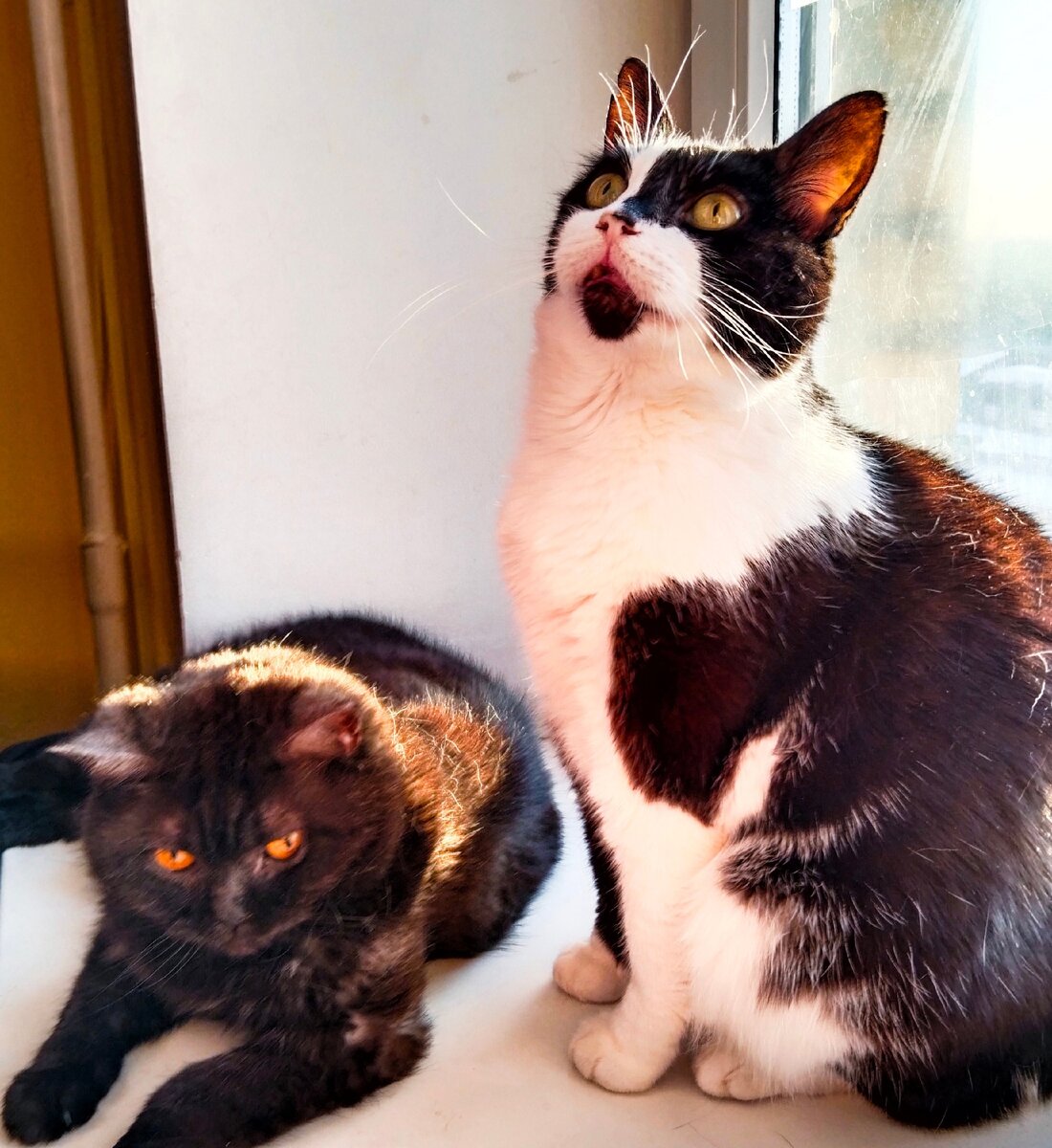 Кошкинья и Геральт располгают котоуютностью