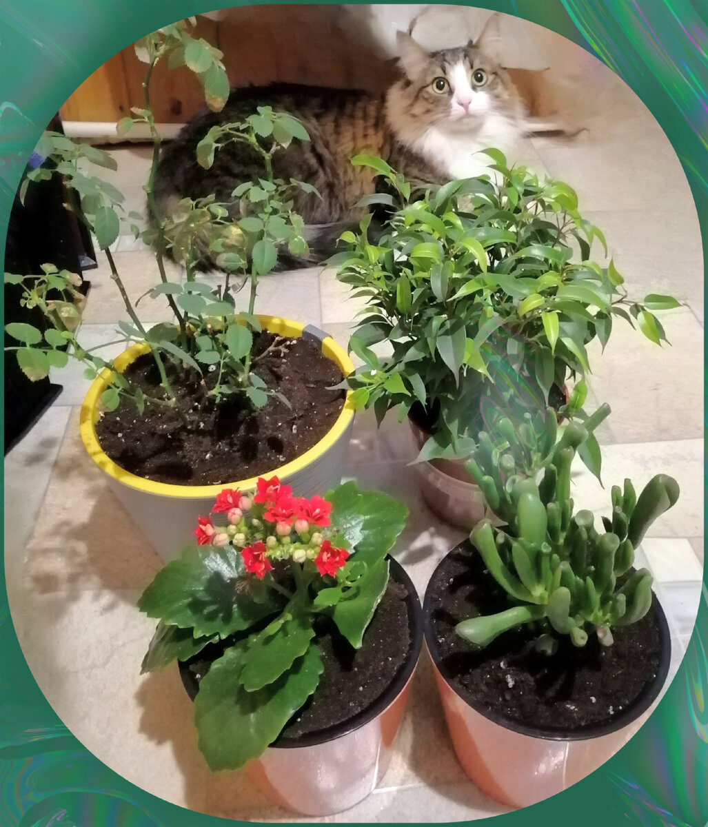 Сфоткала их, пока пересаживали их в нормальные горшочки. ♥️🪴