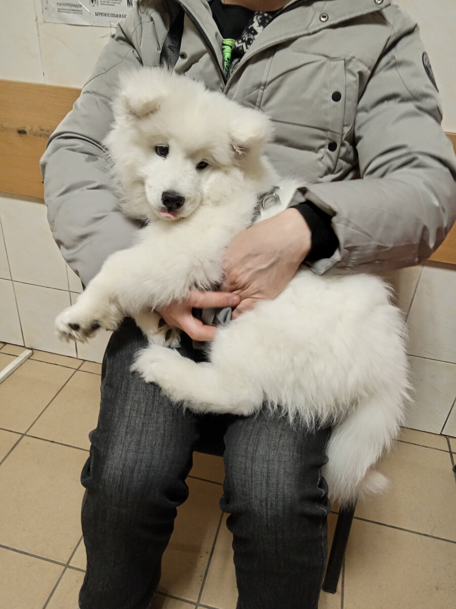 В ветклинике