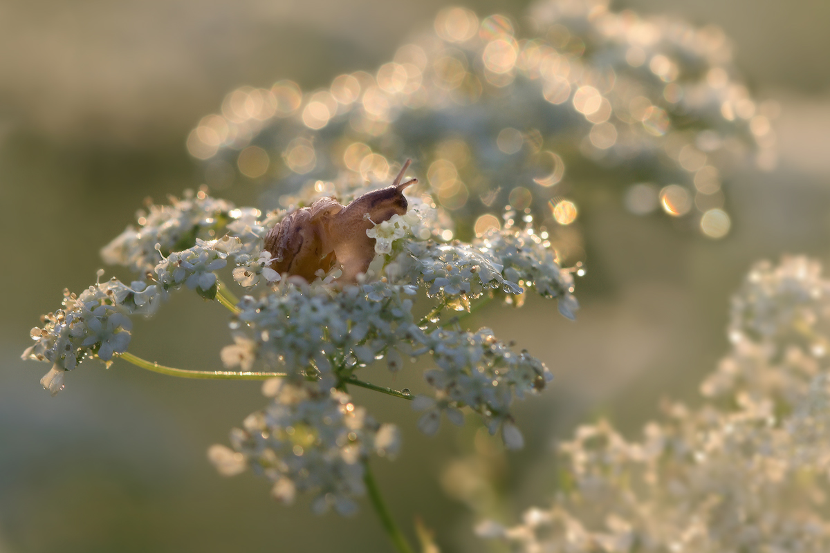 МЫСЛИ ВСЛУХ: "СЛЁЗЫ ПРИРОДЫ" | Вестник | Дзен