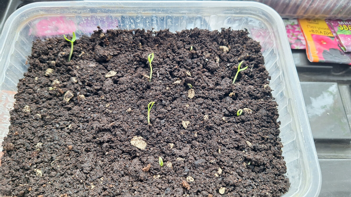 Фото автора. 18 февраля 