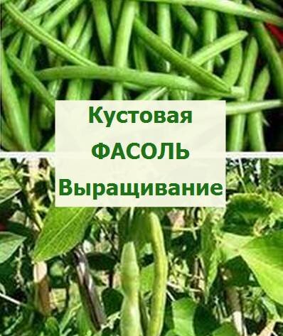 выращивание кустовой фасоли