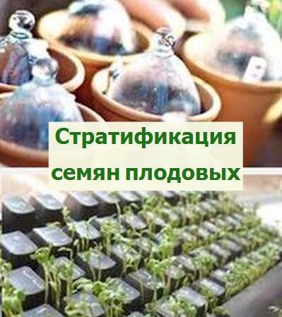 стратификация семян