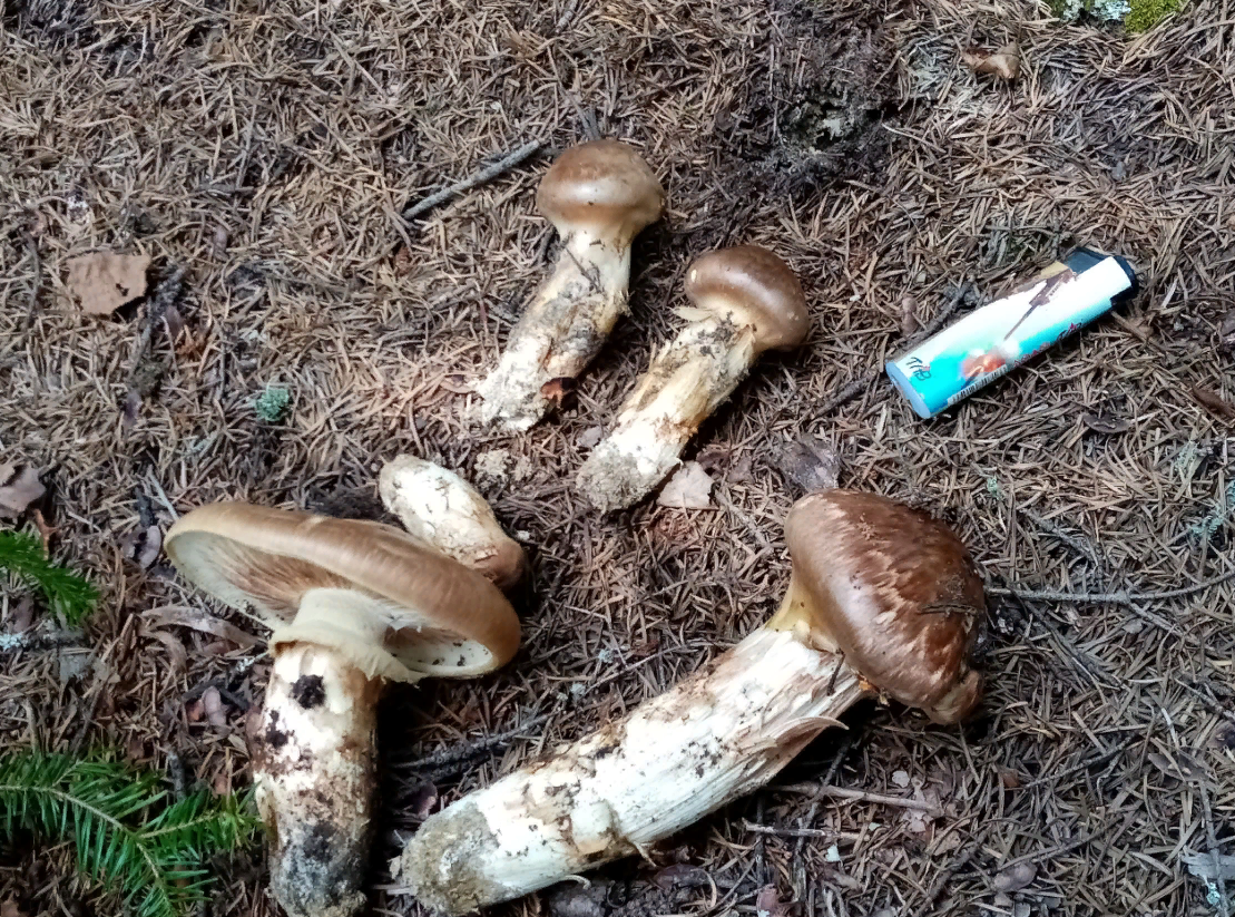 Über das Leben in den Ruinen des Kapitalismus. Matsutake. Ein Pilz im Anthropozä