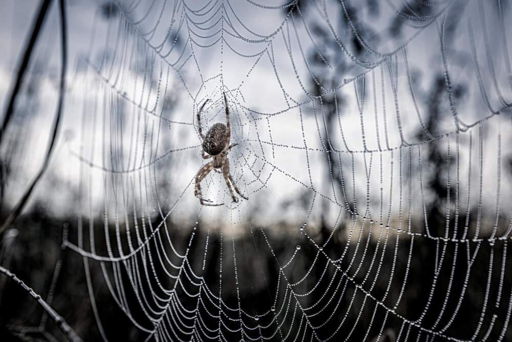 Фобия может возникнуть по разным причинам (Источник изображения freepik.com)