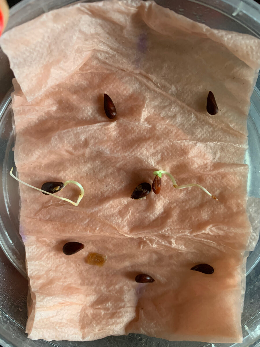 Фото автора. На фото семечки от яблока, но любые другие семена прорастают так же. 