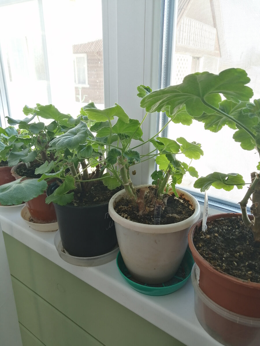 Стройные ряды стриженых