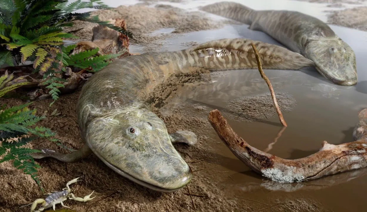Тиктаалик (Tiktaalik roseae) - ни рыба ни мясо. | Paleo-end-arthropods ...