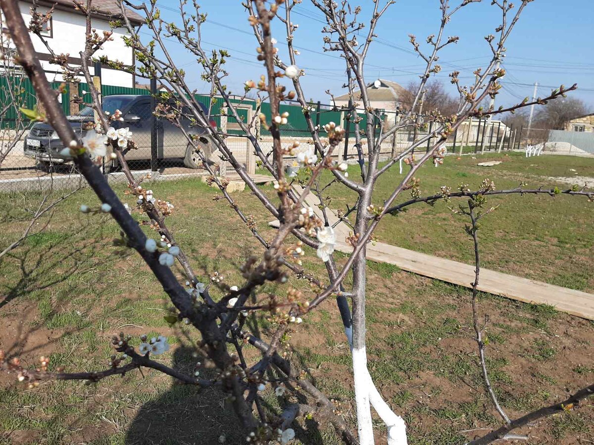 Дел на южном участке становится всё больше! Хотя вроде и не сажала ничего  толком... | Белкины новости из Крыма | Дзен