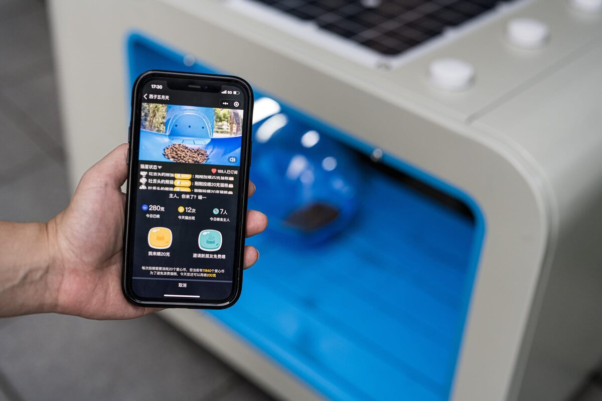 Приложение Hello Street Cat