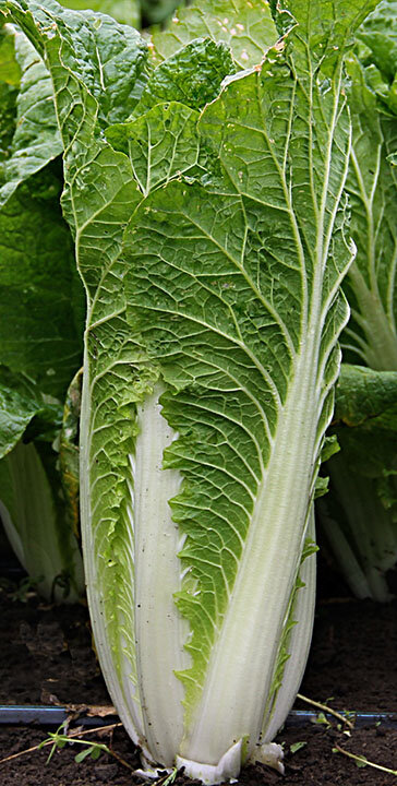 Китайская - самая ранняя!