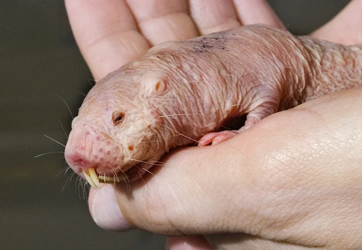 Африканский крот