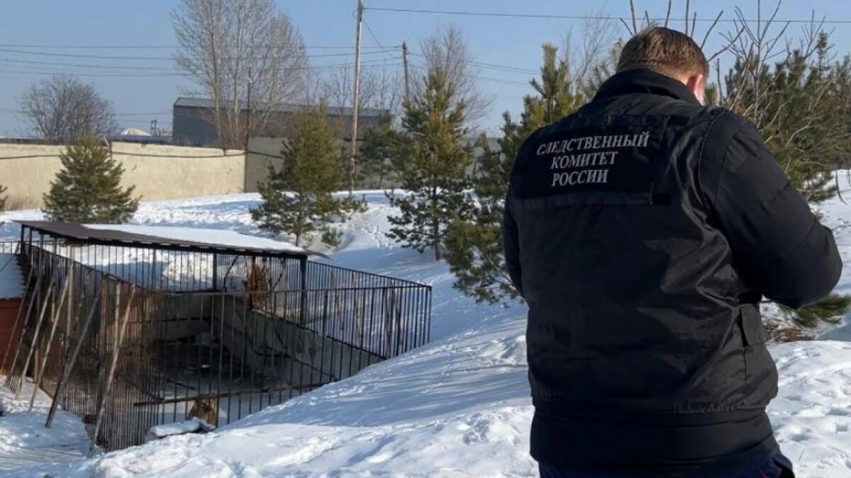    НТВ: напавшего на 14-летнюю девочку льва в Саратове изымут у владельцаНовости Саратова и области – Сетевое издание «Репортер64»