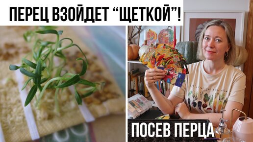 Всегда успешный посев перца на рассаду!