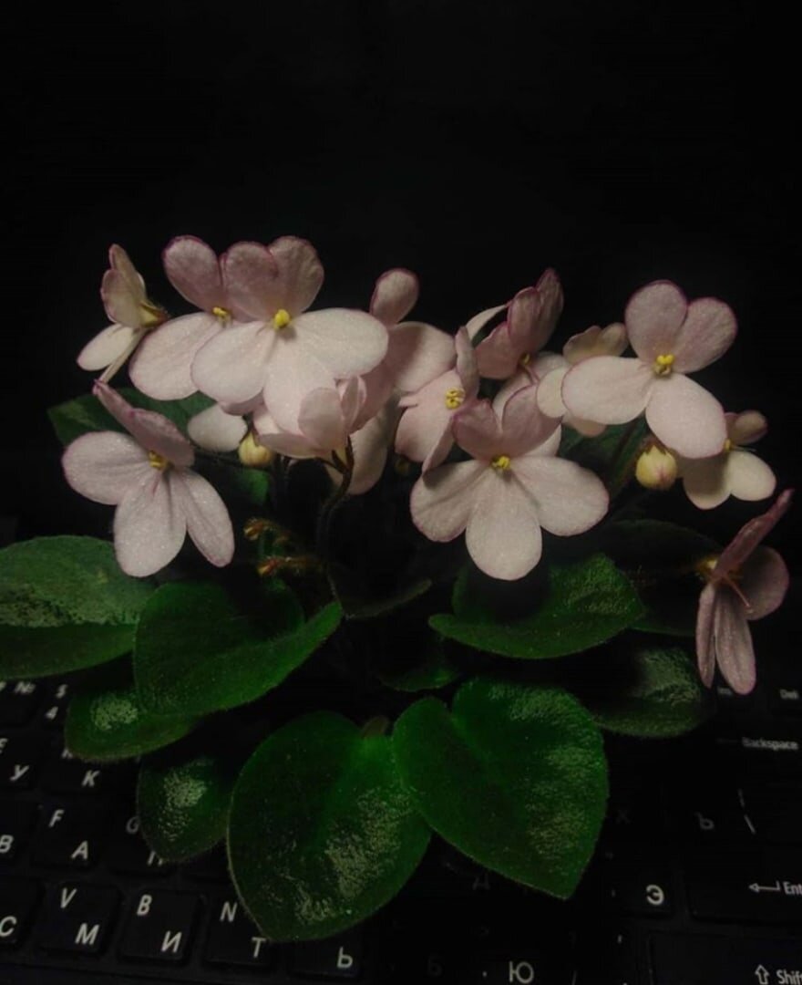 Н-Дюймовочка (Н. Бердникова)