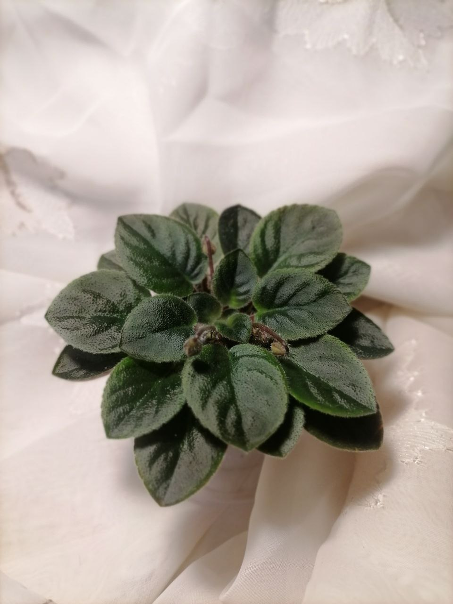 Н-Дюймовочка (Н. Бердникова) 