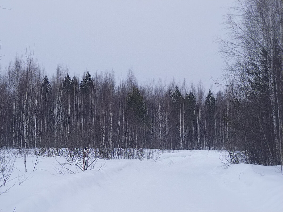 Прогулка в леса. Один в лесу. Пошла через лес. Одиночество в лесу. Человек в темном лесу.