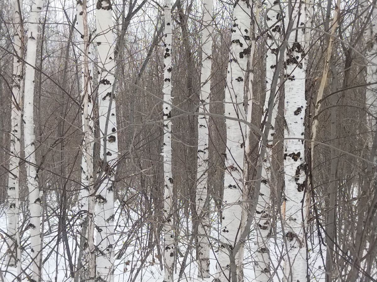 Она пошла в лес. Она пошла в лес. Прогулки в лесу с детьми. Лес карикатура. Советы заблудившемуся в лесу.