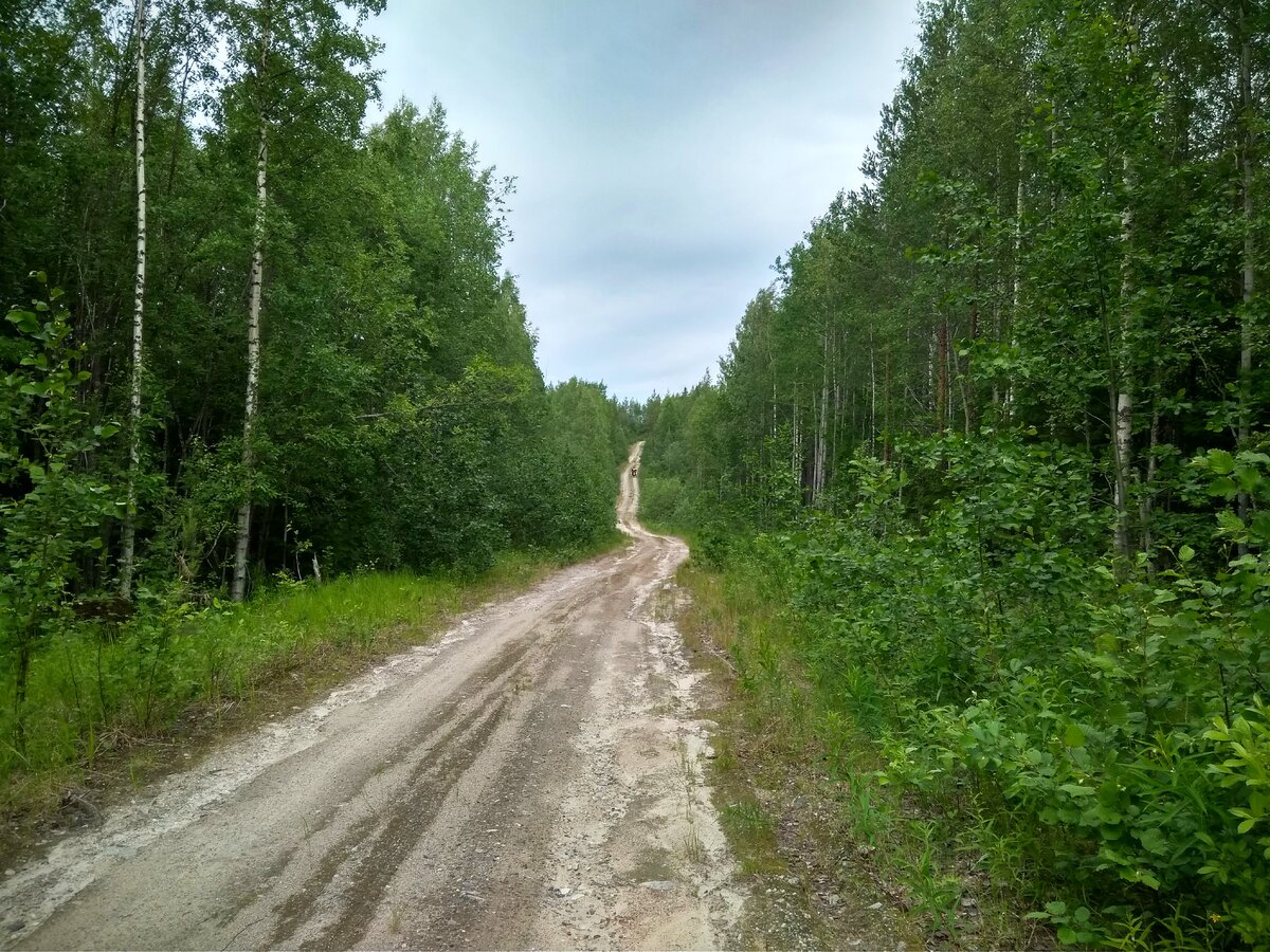 болото 2019. луизиана болота аллигатор. кристал рид болотная тварь. болото 2019. Lost freedom.