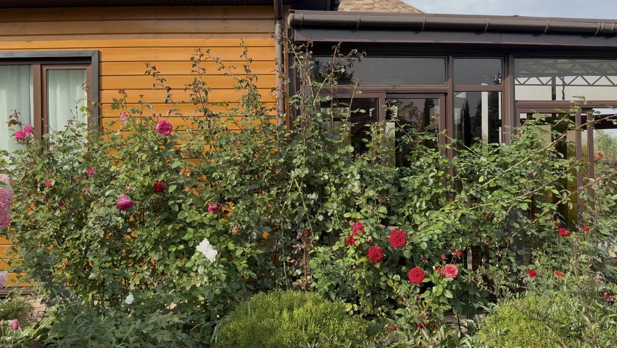 Плетистые розы в конце сезона