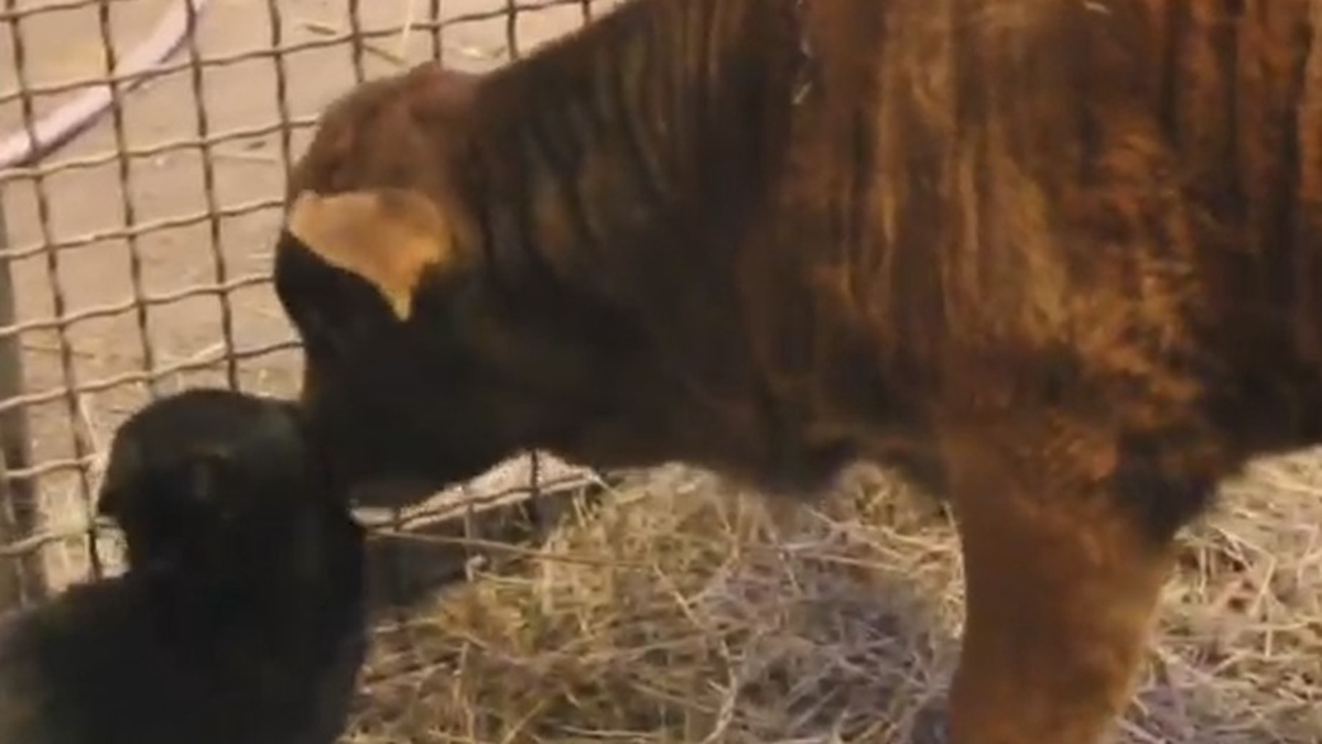    Фото: Telegram / Центр воспроизводства редких видов животных