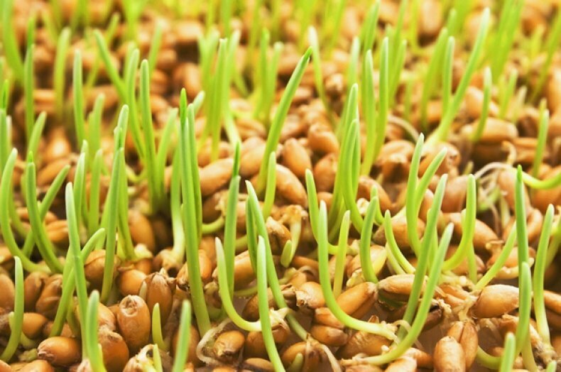 приазовский ячмень сорт. колосья в вазе. как правильно пшеницы. овсюг кущение. озимая и яровая пшеница.