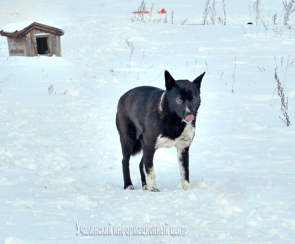  В чистом поле возле Базаргулово, около трассы, стоит одинокая будка. Живет в ней собака. Никто не знает, откуда она там появилась, но уходить с насиженного места не спешит, слово ждет кого-то.