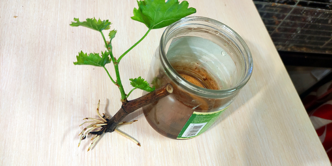 И снова об укоренении одноглазковых черенков.