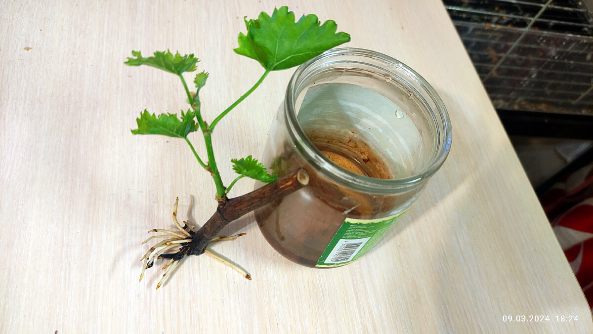 Вот в этой банке практически без присмотра и наращивал свои корни герой моей предыдущей публикации