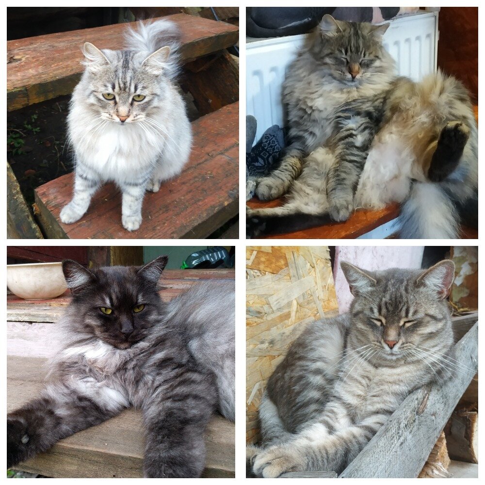 Два верхние фото, это Варечка) Внизу Макс и Маська