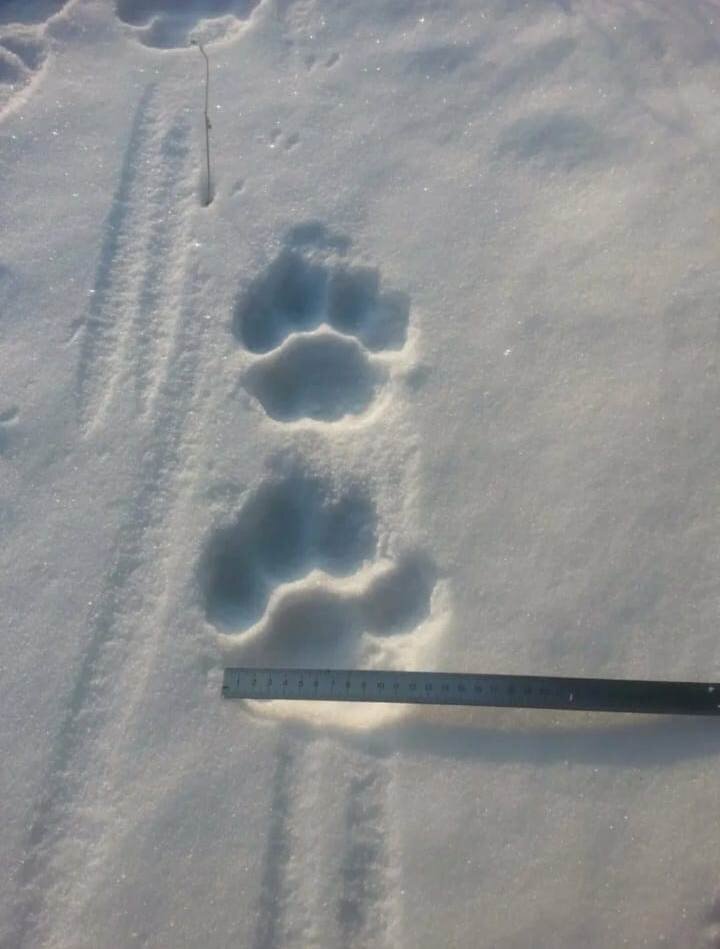 фото из группы в вацапе. Следы на снегу.