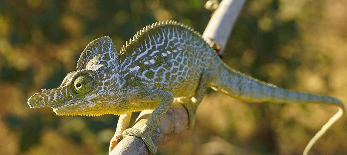    Самцы Furcifer Labordi в длину достигают 9 см