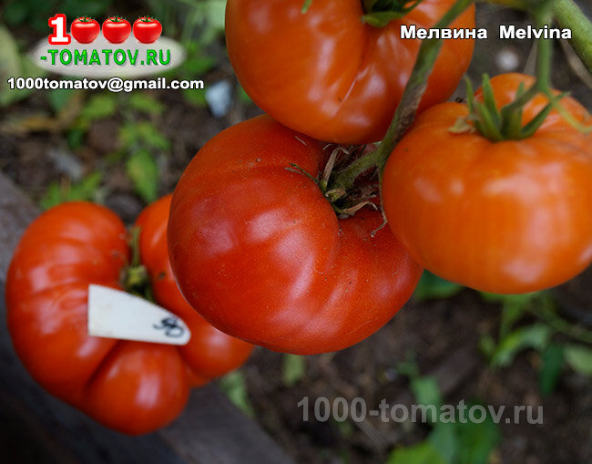 Томат Мелвина  Melvina  фото 1