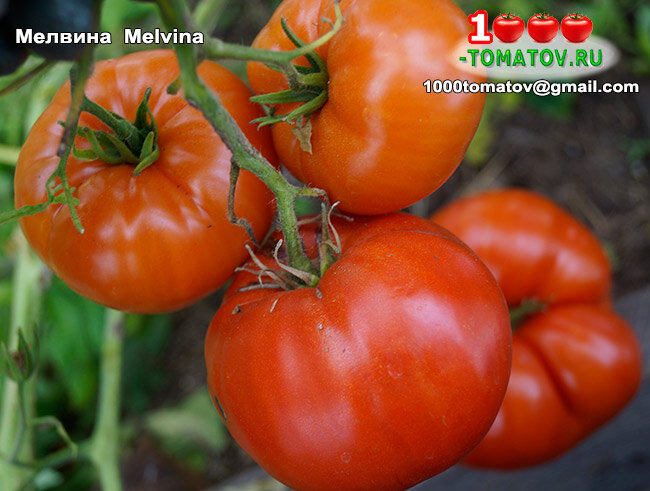Томат Мелвина  Melvina  фото 2