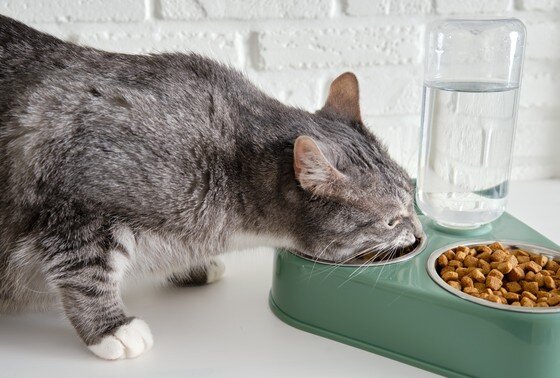 Стало известно, почему нельзя ставить кошачьи миски с едой и водой рядом |  NEWS.ru | Дзен