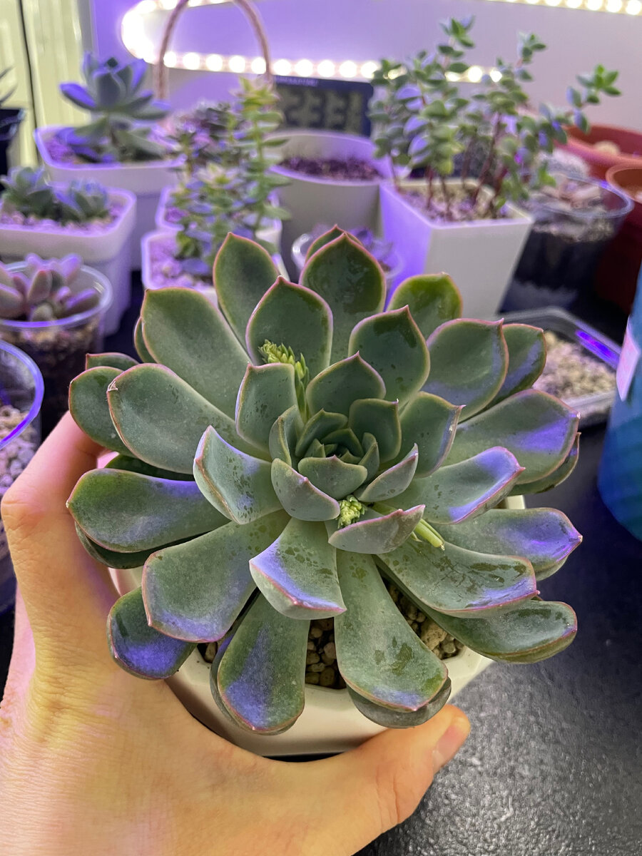 Эхеверия Апус