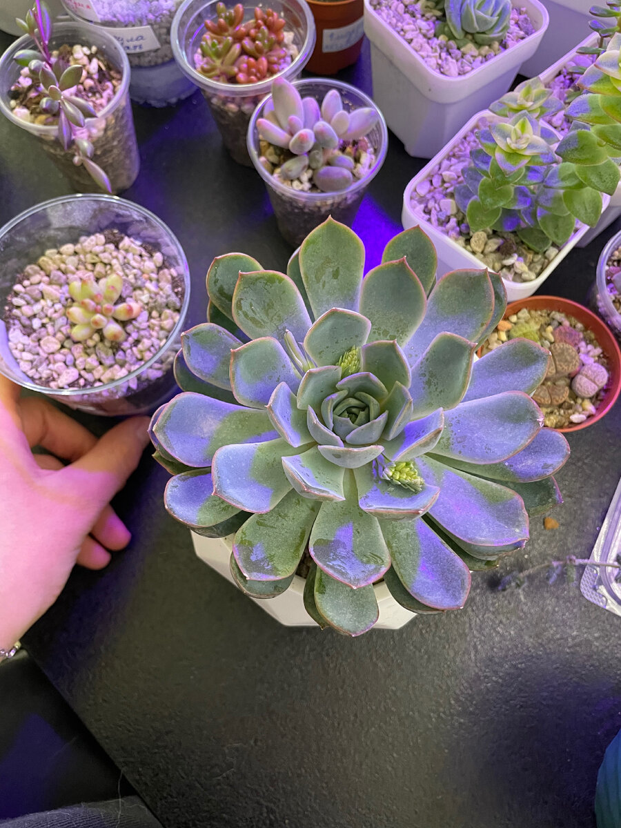 Эхеверия Апус и мой любимый зелёный уголок.