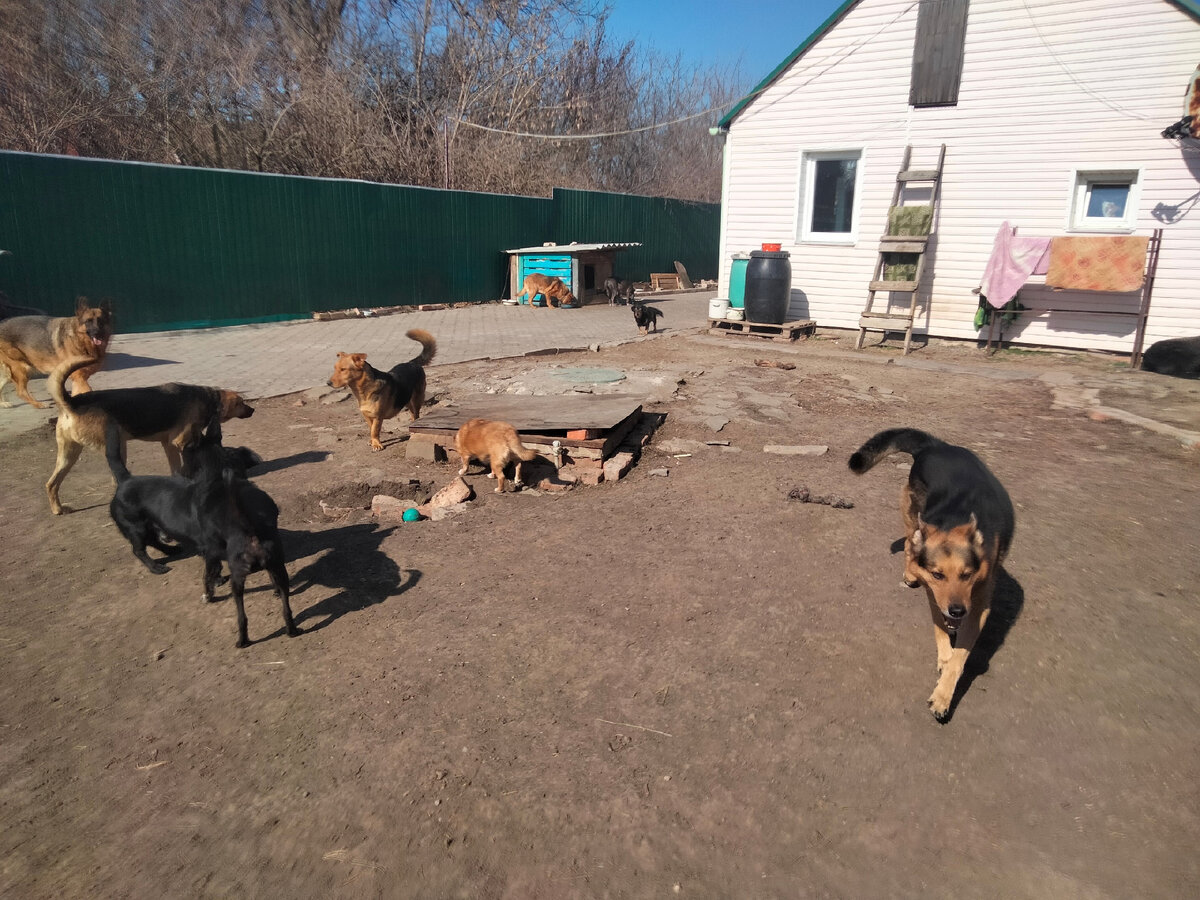 Песню выхожу во двор. Е. Вышел во двор. «марш» е. Над розовым морем ноты.