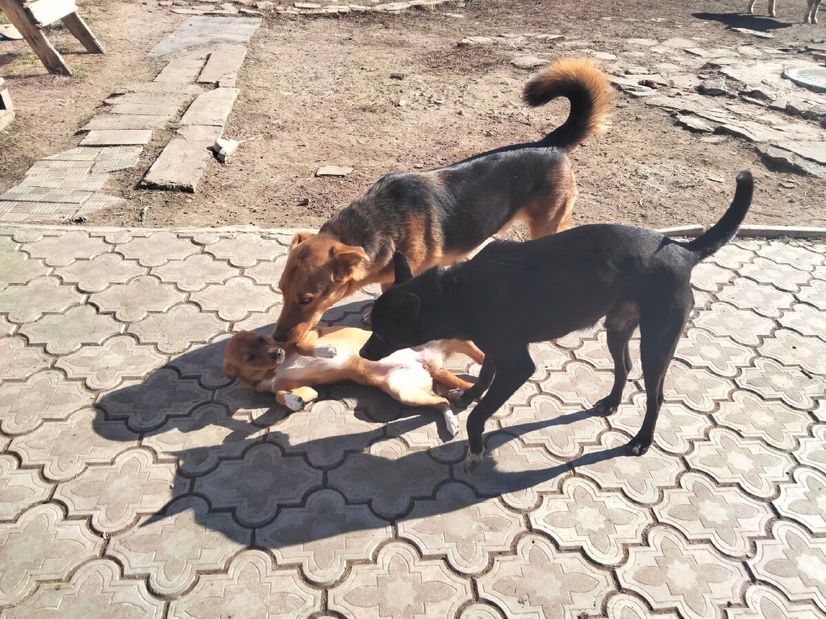 Текст песни досвидания мальчики. До свидания наш ласковый миша. Песня на трибунах становится тише. До свидания москва слова. Песня на трибунах становится тише.
