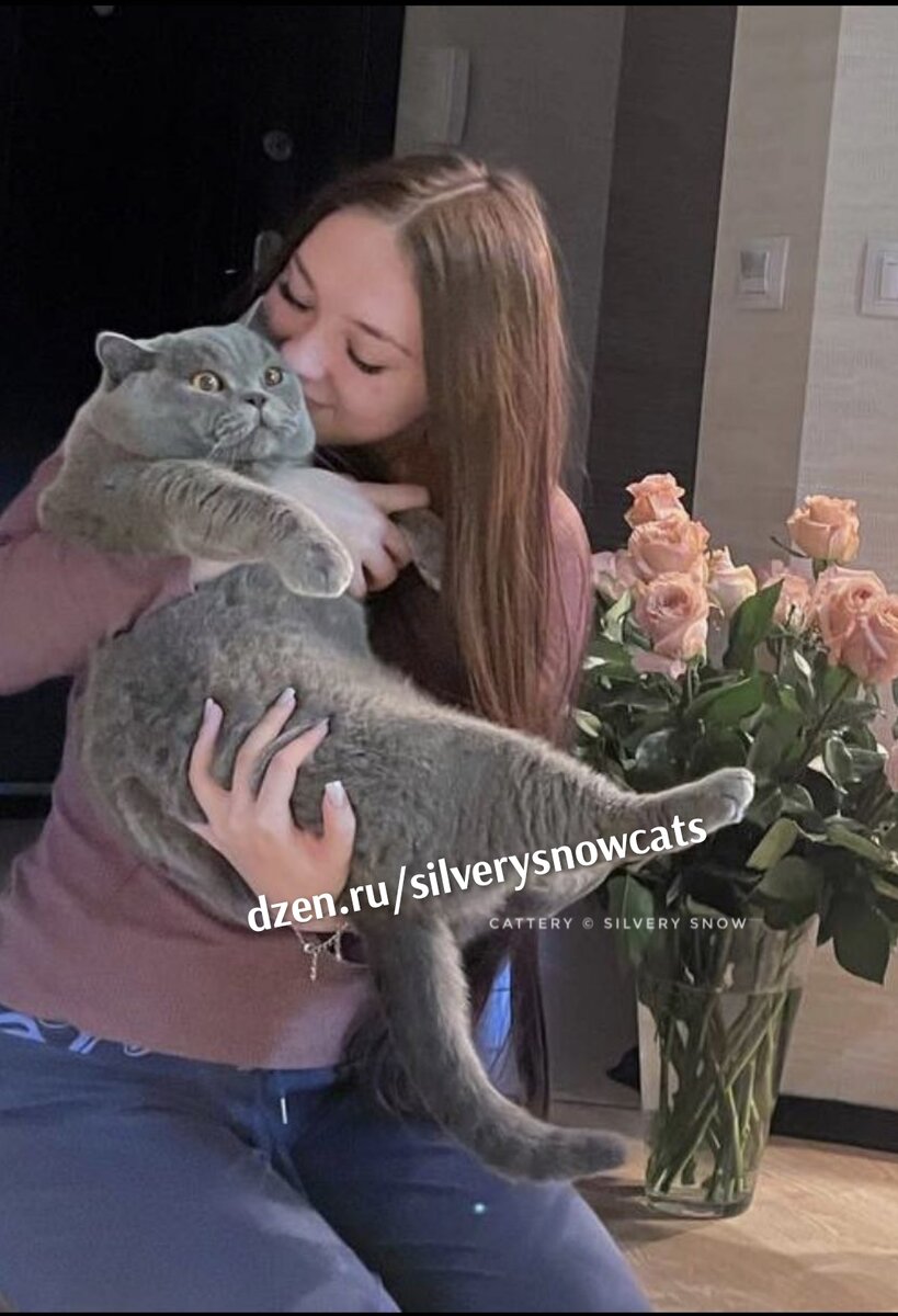 Голубой британский кот, выпускник питомника британских кошек Silvery Snow 