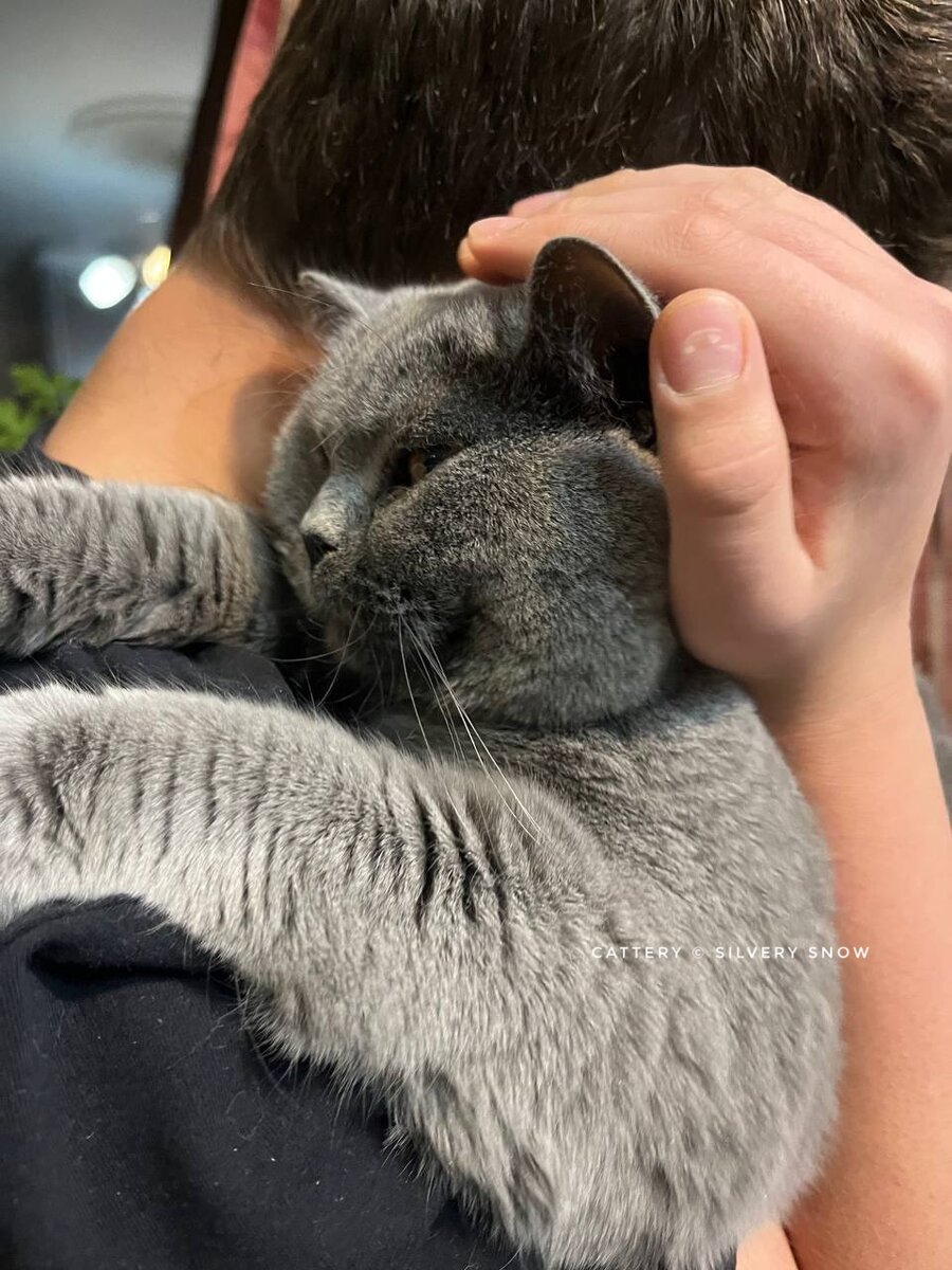 Лучшие британцы в питомнике британских кошек Silvery Snow 