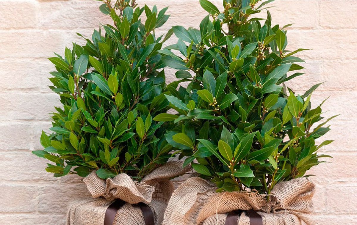 Лавр в виде кустика.