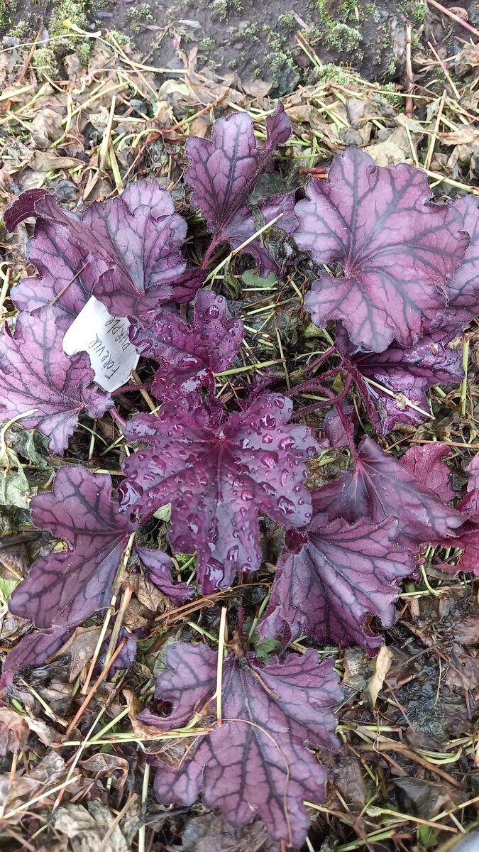 Разбор предложения. Подчеркнуть грамматическую основу в предложении 2 класс. Главные и второстепенные части речи. Мы были в саду подчеркнуть. Знаки препинания в предложениях с однородными членами.