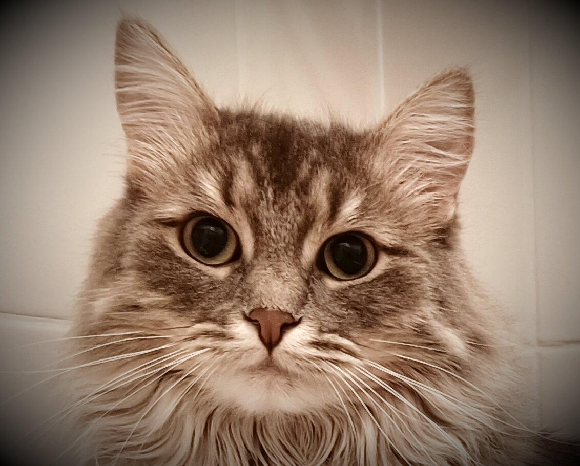 Беатриса. Могла бы она быть похожей кошкой?