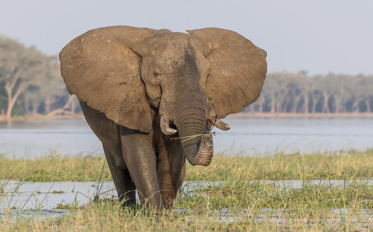 Африканский слон