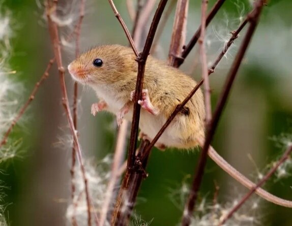                                                                                                                                                                           Если на вашем участке развелись мыши землеройки или крот, есть множество способов и средств для борьбы с ними. Я вам расскажу о одном простом, эффективном и гуманном методе избавления от этой проблемы. Нужно взять 1.5 литра пластиковую бутылку снять крышку, раскопать нору поставить бутылку и закопать. Обратите внимание чтобы отверстие норы контактировало с стенкой или дном бутылки. Ветер будет дуть попадать в горло бутылки и будет гул, свист, вой... Это напугает и не даст покоя жителям нор, они уйдут на всегда с вашего участка.