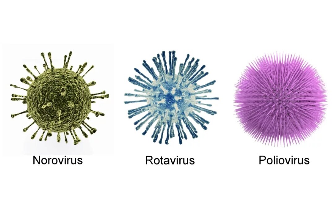 Норо инфекция. Вирус ротавирус. Аденовирус норовирус. Ротавирус норовирус астровирус. Норовирусы микробиология.