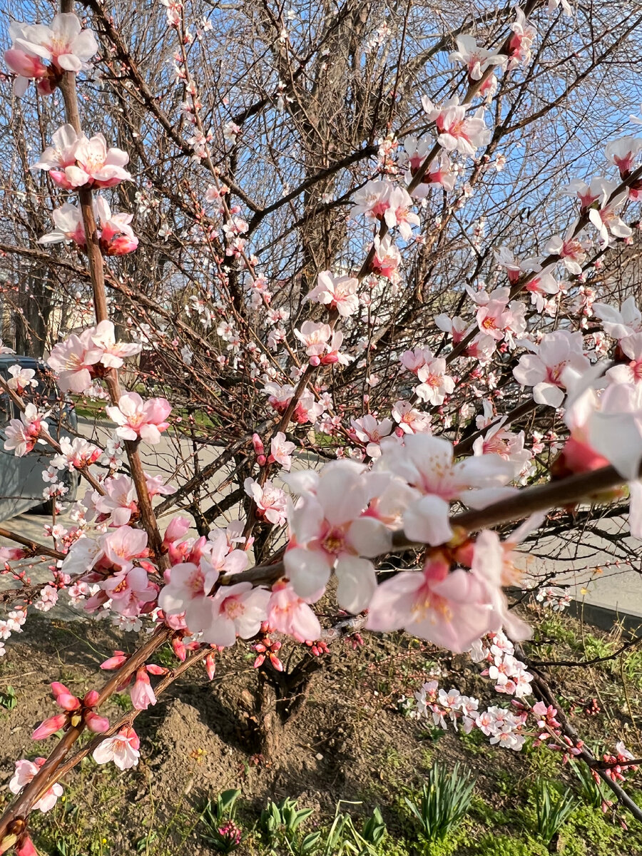 Это у нас в Анапе сейчас все расцветает, весна на дворе