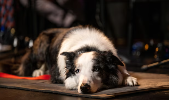 Месси, который играет собаку-поводыря Снупа в «Анатомии падения»