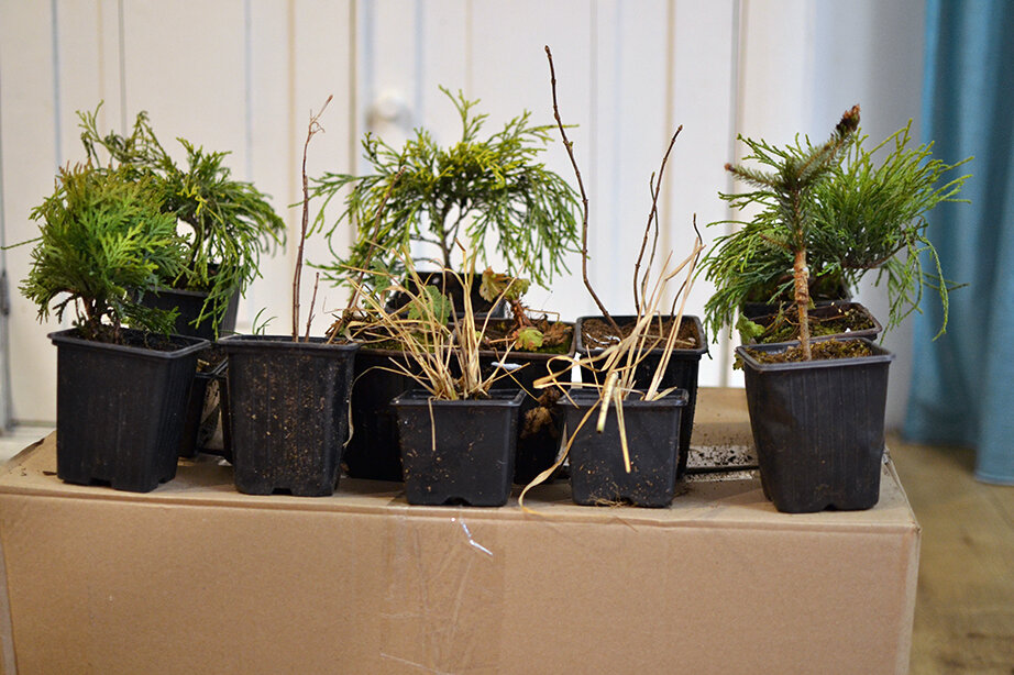 Долгожданные гости из ГарденПлантс